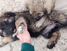 Щенки кавказскои овчарки