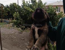 Щенки кавказскои овчарки