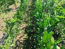 Продаются саженцы сентябрьские, по 300руб