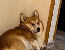 Выгул собачки корги 7000