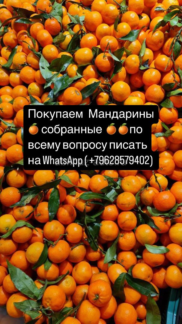 Мандарины 🍊 