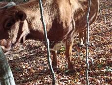 Карова 1кг 500руб