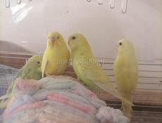 Попугай волнистый