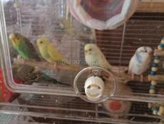 Попугай волнистый