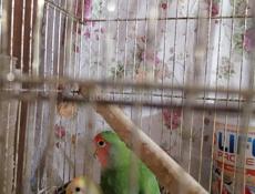 Попугаи неразлучники