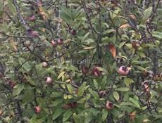 Работа по хозяйству