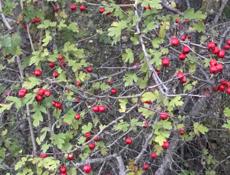 Работа по хозяйству