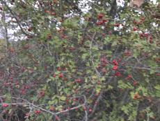 Работа по хозяйству