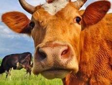 Продам 2 телки