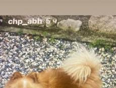 Потерялась собака шпиц