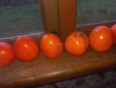 Срочно куплю хурму