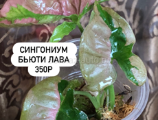 комнатные цветы