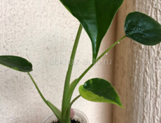 комнатные цветы