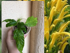 комнатные цветы