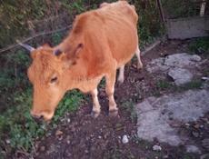 Корова 120 кг