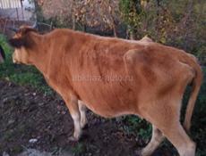 Корова 120 кг