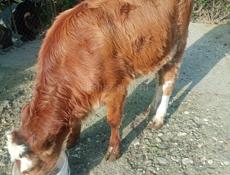 Продаётся тельная корова и телёнок.