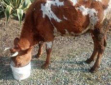 Продаётся тельная корова и телёнок.