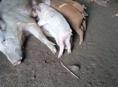 ПРОДАЮТСЯ ПОРОСЯТА 