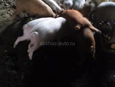 ПРОДАЮТСЯ ПОРОСЯТА