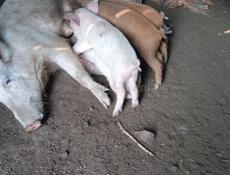 ПРОДАЮТСЯ ПОРОСЯТА 