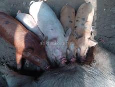 ПРОДАЮТСЯ ПОРОСЯТА