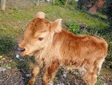 Продаётся бычок