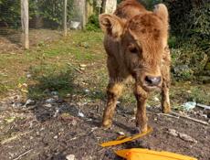 Продаётся бычок