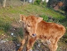 Продаётся бычок