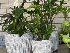 Кашпо и корзины из ротанга