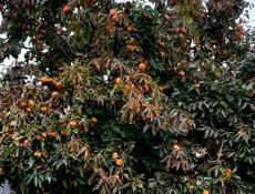 Хурма плоская