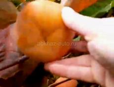 Хурма плоская