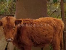 Срочно продаётся бычок. Крупненький.