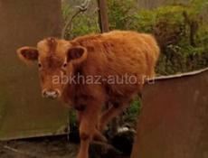 Срочно продаётся бычок. Крупненький. 