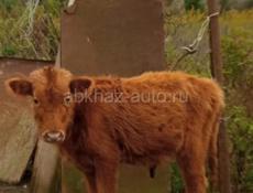 Срочно продаётся бычок. Крупненький.