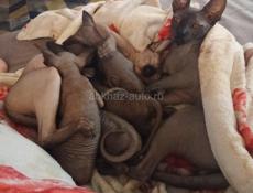 Канадский сфинкс котята