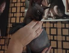 Канадский сфинкс котята