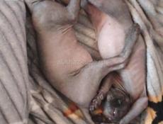 Канадский сфинкс котята