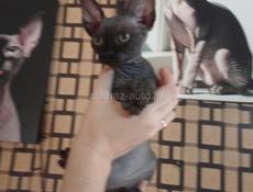 Канадский сфинкс котята