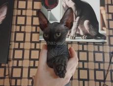 Канадский сфинкс котята