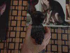 Канадский сфинкс котята