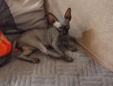 Канадский сфинкс котята