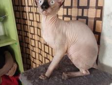 Канадский сфинкс котята