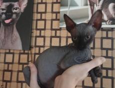 Канадский сфинкс котята