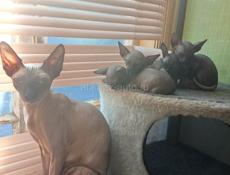 Канадский сфинкс котята