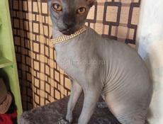 Канадский сфинкс котята