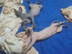 Канадский сфинкс котята