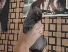 Канадский сфинкс котята