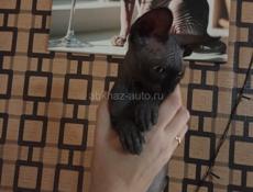 Канадский сфинкс котята