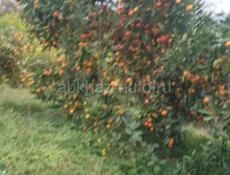 Сборщики ищем на мандарин 10 человек, один человек грузчик